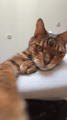 Bengal cat photographed in close-up indoor shots over five minutes