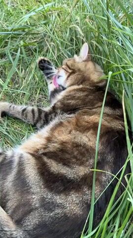 A tabby cat is lying on its back in tall green grass. Its eyes are closed, and its mouth is slightly open. The cat is grooming its paw. Sunlight is dappling the scene.