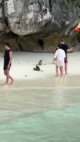 A group of people are on a sandy beach next to a rocky cliff face. The water is clear and shallow. There are several monkeys on the beach interacting with the people. One person is walking towards the left of the frame, while two people stand near the monkeys. The monkeys are gathered around the two standing people, and some appear to be reaching out or interacting with them. The scene appears to be a tourist location where monkeys are present.
