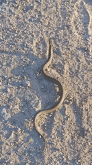 Snake spotted on dirt road in Kostenets, Bulgaria
