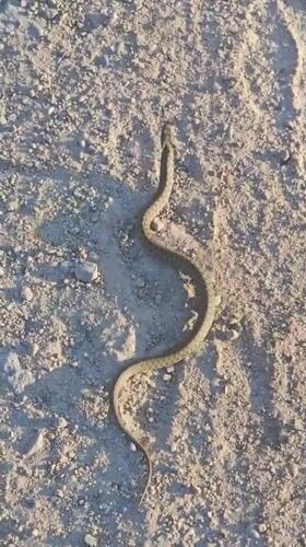 Snake spotted on dirt road in Kostenets, Bulgaria