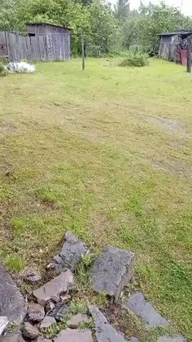 The video shows a blurry view of a grassy yard with two dilapidated wooden sheds in the background. There are trees and bushes surrounding the yard. The sky is overcast and it appears to be raining or has recently rained, as evidenced by the wet ground and the way the grass is clumped. There are some rocks and debris in the foreground. The video pans slightly to the right.