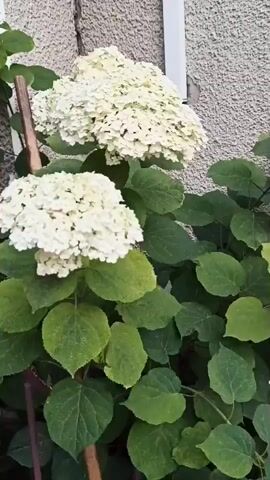 The media file shows a close-up, low-angle shot of a hydrangea bush with large, white flower clusters and lush green leaves. A portion of a wall, possibly made of concrete or stucco, is visible in the background. In the lower part of the frame, a straw broom with a wooden handle is leaning against the bush. The broom appears to be made of natural materials, with dried straw stalks. The lighting suggests it is daytime, possibly morning or afternoon, with diffused light indicating overcast conditions or shade. The focus is on the natural elements of the hydrangea and the rustic broom, creating a still-life scene that evokes a sense of domesticity or garden care. There is no visible text in the media file. The setting appears to be outdoors, possibly a garden or yard area adjacent to a building. The overall mood is peaceful and tranquil.