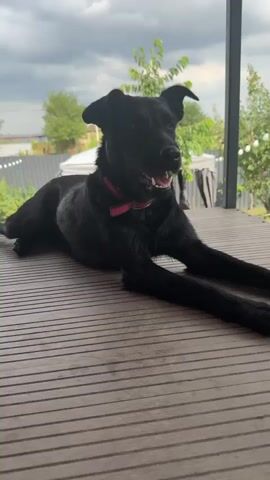 A medium shot captures a sleek black dog lying on a wooden deck. The dog is alert, with its mouth slightly open and a pink collar around its neck. Its body is extended, with its front paws stretched out in front of it. The background reveals a backyard setting with lush green trees and a cloudy sky, suggesting an outdoor location, possibly in the late afternoon or early evening. The setting appears to be a residential area, with a fence and a gazebo visible in the distance. The dog's posture and expression convey a sense of relaxation and curiosity. There is no visible text in the media file. The overall mood is peaceful and naturalistic, highlighting the dog's presence in a serene outdoor environment. The image suggests a moment of quiet observation or waiting by the dog.