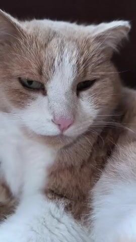 A close-up shot of a ginger and white cat's face. The cat has green eyes and a pink nose. It is looking downwards and to the right, with its ears perked up. The cat's fur is slightly ruffled. The background is blurred and appears to be indoors.