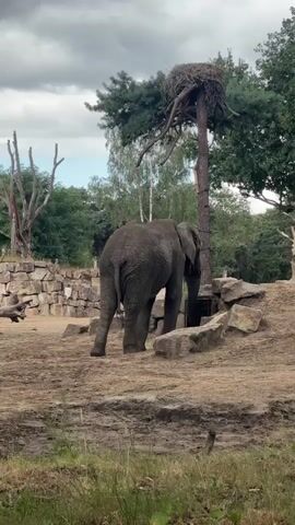 A single elephant is shown in a zoo enclosure. The elephant is facing away from the camera and is standing in a sandy area. To the right of the elephant is a large nest atop a tree. The enclosure also includes rocks and some sparse vegetation. The sky is cloudy.
