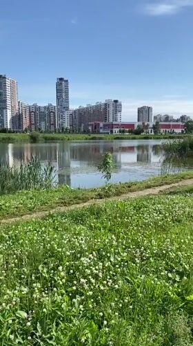Morning at a Saint Petersburg urban pond, ducks and reeds