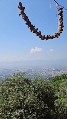 The video shows a wide shot of a valley and distant mountains under a clear blue sky. In the foreground, there are green trees and bushes, with some taller trees scattered on the hillside. The camera pans from right to left, revealing more of the lush green landscape. A thin, brown, twig-like object hangs from the top right corner of the frame at the beginning of the video, moving slightly as the camera pans. The overall impression is a serene natural landscape.