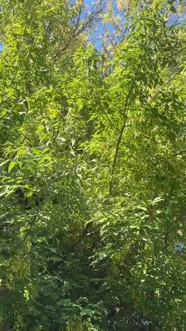 A video shows a close-up view of a tree with lush green leaves and some seed pods. The camera pans slightly, capturing the dappled sunlight filtering through the canopy. The scene is peaceful and natural, with no people or other objects clearly visible. The video appears to be taken outdoors on a sunny day.