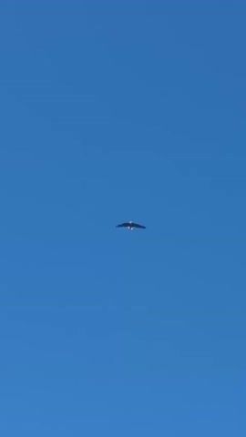 A bald eagle flies across a clear blue sky. The bird is centered in the frame, with its wings spread wide. The eagle appears to be soaring.