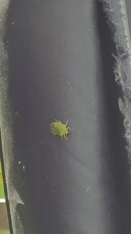 A close-up, vertical video captures a bright green bug with a reddish-brown tip on its back, moving slowly from the upper left towards the lower right across a dark grey, textured surface. The bug's antennae and six legs are visible as it ambles. To the right of the frame, a darker, worn, and frayed object or edge is partially visible.