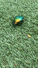 Colorful beetle spotted on synthetic grass in Petah Tikva