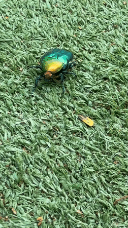 Colorful beetle spotted on synthetic grass in Petah Tikva