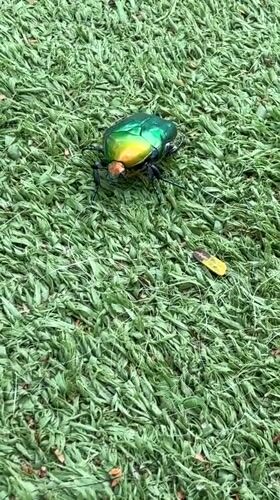 Colorful beetle spotted on synthetic grass in Petah Tikva