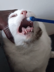 Veterinary dental care session documented in Nairobi
