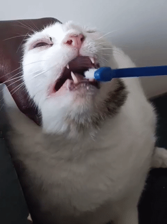 Veterinary dental care session documented in Nairobi