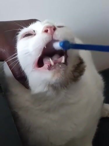 Veterinary dental care session documented in Nairobi
