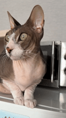 Sphynx cat spotted sitting in Korolyov, Russia