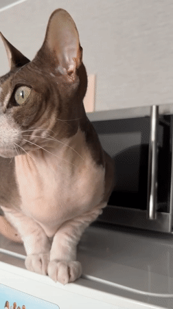 Sphynx cat spotted sitting in Korolyov, Russia