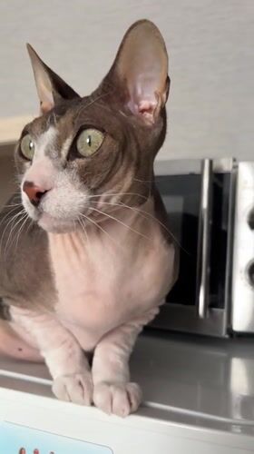 Sphynx cat spotted sitting in Korolyov, Russia