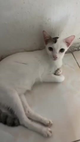A white cat with gray markings on its tail and head lies on a tiled floor next to a white wall. Another cat, with orange and white fur, enters the frame and approaches the white cat. The orange and white cat's head and body are blurred as it moves. The white cat remains still and watches the approaching cat.