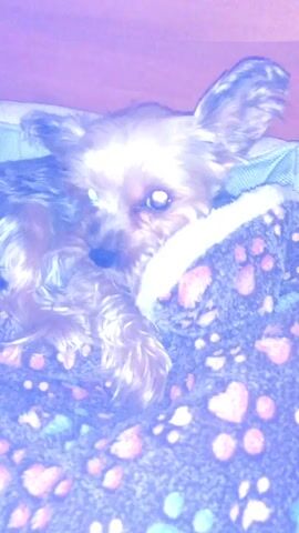 A Yorkshire Terrier dog is lying in a dog bed. The dog bed is lined with a soft blanket that has a paw print pattern. The dog is looking at the camera with its eyes wide open. The background is a wooden crib.