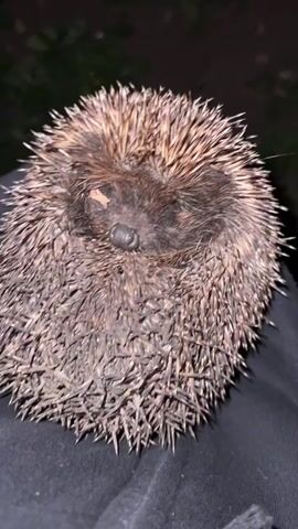 A close-up video shows a hedgehog curled into a ball. The hedgehog's snout is visible, and its spines are sharp and numerous. The background is dark and blurry, suggesting the video was taken at night or in low light conditions.