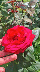 Quiet moments captured in Bulgarian village: roses, cats, boxing gear