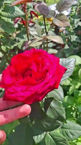 Quiet moments captured in Bulgarian village: roses, cats, boxing gear