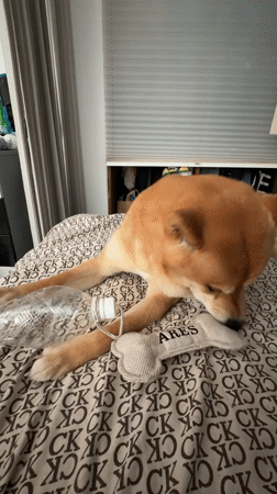 Shiba Inu lazy morning and fresh juice crepes in Varna