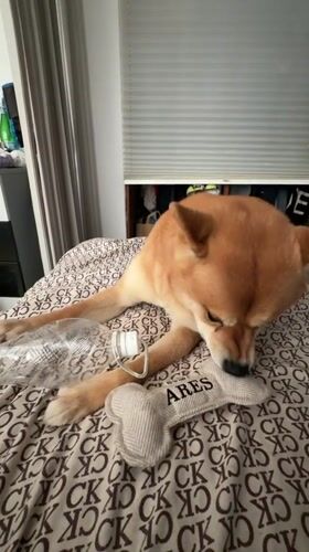 Shiba Inu lazy morning and fresh juice crepes in Varna