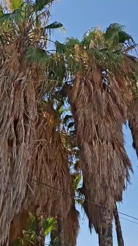 This media file captures a low-angle view of several palm trees against a clear blue sky. The foreground is dominated by a large palm tree with a shaggy trunk, covered in dry, brown fronds that hang down like a skirt. To the left and right, other palm trees are visible, some with greener fronds at the top, suggesting continued growth. The sun is bright, casting dappled light and occasional lens flare through the fronds. The scene appears to be outdoors, likely in a warm climate given the presence of palm trees. There is no visible text in the media file. The overall impression is one of lush, albeit slightly unkempt, tropical or subtropical vegetation. The time of day is clearly daytime, indicated by the bright sunlight and clear sky.