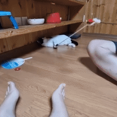 Toddler and cat share a relaxed morning at home