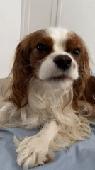 Cavalier King Charles Spaniel morning scenes in Khimki, Russia