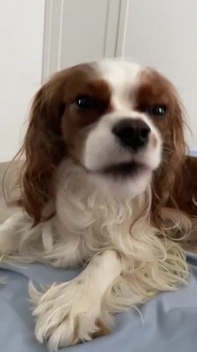 Cavalier King Charles Spaniel morning scenes in Khimki, Russia