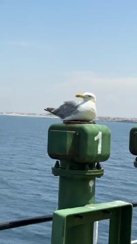 A seagull rests on a green, numbered post at the edge of a body of water. The seagull is predominantly white with gray wings and a yellow beak. It sits on the top surface of a square green object, which is part of a larger green structure. The number "1" is prominently displayed in white on the side of the square object.

The setting appears to be a maritime environment. The water is a deep blue with gentle waves, indicating a calm day. In the background, a distant coastline is visible, dotted with buildings. The sky is a clear, light blue with a few faint white clouds. The bright sunlight suggests it is daytime, likely mid-morning or afternoon. The overall mood is peaceful and serene. The image seems to capture a moment of stillness, with the seagull as the central subject, perched serenely against the backdrop of the sea and the distant land. The visible text is the number "1" on the post. The scene is likely taking place near Mers El Hadjadj, Algeria, given the location context.