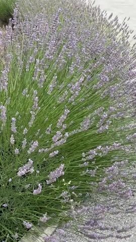 A video taken from a slightly elevated angle shows a large bush of lavender with purple flowers and green stalks. The bush is located outdoors, possibly next to a pathway or gravel area. The lighting suggests it is daytime, with the sun illuminating the plant. The camera appears to be stationary.