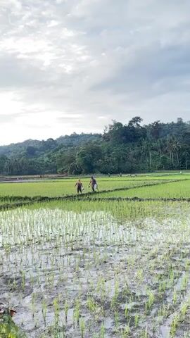 The video shows a scenic view of a rice paddy field. Two individuals are walking across the field, seemingly engaged in agricultural work. The field is lush green, with some areas of standing water reflecting the cloudy sky above. The background features a dense forest on a hillside, suggesting a rural or natural setting. The lighting indicates it might be early morning or late afternoon.