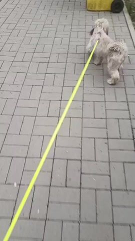 A light-colored dog on a yellow leash walks away from the camera down a paved sidewalk. The sidewalk is made of rectangular gray bricks with thinner, red rectangular bricks interspersed. To the right of the sidewalk is a yellow garbage bin. The dog’s tail is wagging. The camera follows the dog from behind.