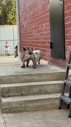 Two French Bulldogs are wrestling on concrete stairs next to a brick building. One dog is tan and brown, and the other is white. A black door is visible on the right side of the building, and a white fence is in the background.