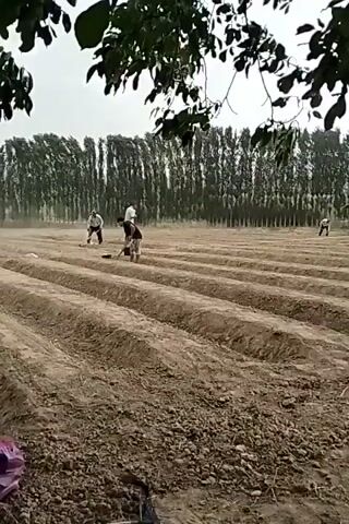 The video shows an agricultural field with multiple rows of tilled soil. Several people are working in the field, using tools such as hoes to cultivate the soil. The background features a dense line of trees, likely forming a windbreak or boundary for the field. The sky is overcast. In the foreground, a purple plastic bag is visible on the ground. The overall scene depicts manual labor in a rural agricultural setting.