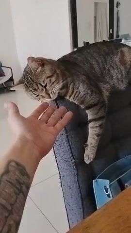The video shows a tabby cat on a grey couch, reaching out to a person's open hand. The cat's head is lowered, and its nose is touching the person's fingertips. The person's hand is extended towards the cat. The background is a room with white walls and a wooden table in the foreground. The video is short and consists of only a few seconds.