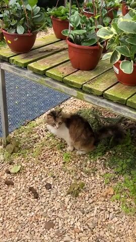 The camera slowly moves upward, revealing a cat nestled beneath a wooden shelf laden with potted plants. The cat, with its mottled fur of brown, white, and orange, sits among small pebbles and sparse greenery. Above it, the wooden shelf supports numerous potted plants, each hanging from a red hook. The plants appear to be of the same species, with glossy green leaves. The setting seems to be a greenhouse or plant nursery, with a translucent roof and a variety of greenery visible in the background.