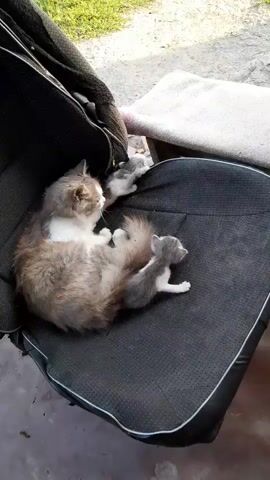 A mother cat with long, fluffy fur, predominantly gray and white with some brown patches, lies on a dark, textured seat, possibly a car seat or a chair. Three very young kittens, all gray and white, are nestled around her. Two kittens are lying on her back, and one is positioned near her tail. The kittens appear small and dependent. The background shows an outdoor or semi-outdoor setting. To the left, there's a glimpse of dark fabric, possibly a coat or blanket, draped over something. To the right and slightly further back, there's a wooden stool covered with a knitted blanket featuring black, white, and blue stripes. Next to the stool is a dark, low table or bench. The ground appears to be covered with a rug or carpet in front of these items, with visible texture and some debris. Further in the background, greenery and what looks like a wall or building are visible. The lighting suggests it is daytime. In the next scene, a calico cat, with patches of black, white, and orange, is sniffing the ground on the same rug. It is positioned between the stool and the table. The cat is low to the ground, with its tail extended. The perspective shifts to a closer view of the calico cat.