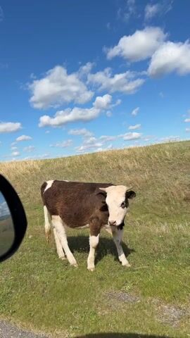 The video shows a brown and white calf grazing in a grassy field on a sunny day with a blue sky and fluffy white clouds. The calf is positioned in front of a low, grassy hill. The side mirror of a car is visible in the bottom left corner of the frame, suggesting the video was taken from inside the vehicle. The calf begins by standing and looking around before lowering its head to graze on the grass.