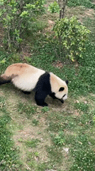 Giant panda observed in zoo enclosure activities Chenghua District
