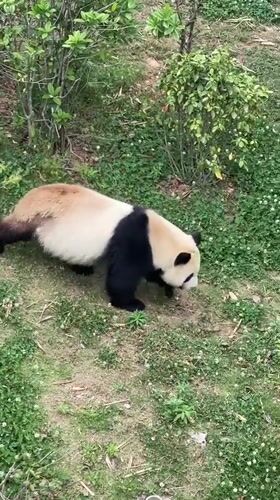 Giant panda observed in zoo enclosure activities Chenghua District