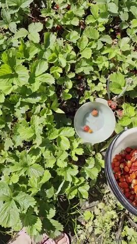 The video shows a close-up view of a bucket overflowing with freshly picked strawberries, with several strawberries also in a smaller bowl nearby. The bucket and bowl are placed on the ground amidst a patch of green strawberry plants. The camera zooms in on the strawberries in the bucket, highlighting their bright red color and some green stems. The overall impression is of a successful harvest.