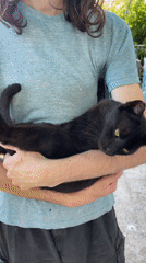 Afternoon animal encounters documented in Šušanj courtyard setting