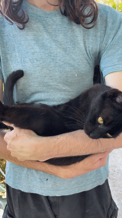 Afternoon animal encounters documented in Šušanj courtyard setting